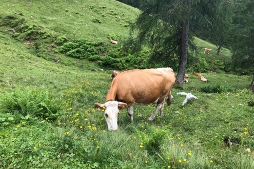 die Eier vom Vorweidenau