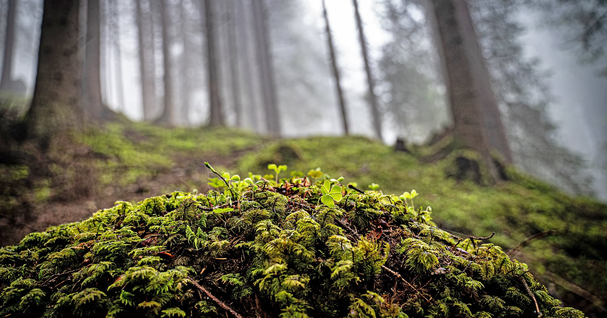Kraft tanken bei einer Wanderung durch den Wald in Filzmoos