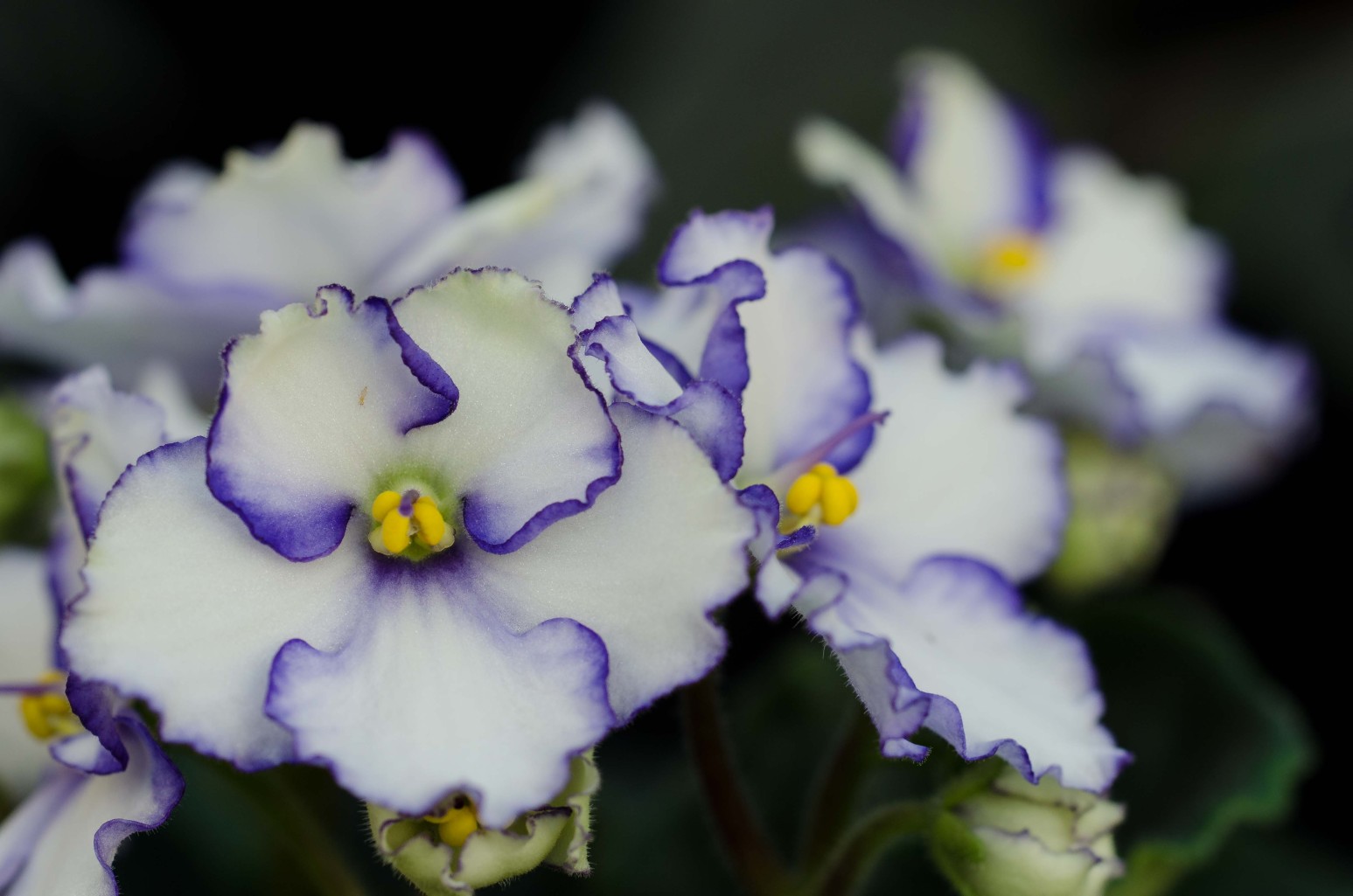 Exhibition piece by Norbert Kopf at Alpenhof Filzmoos