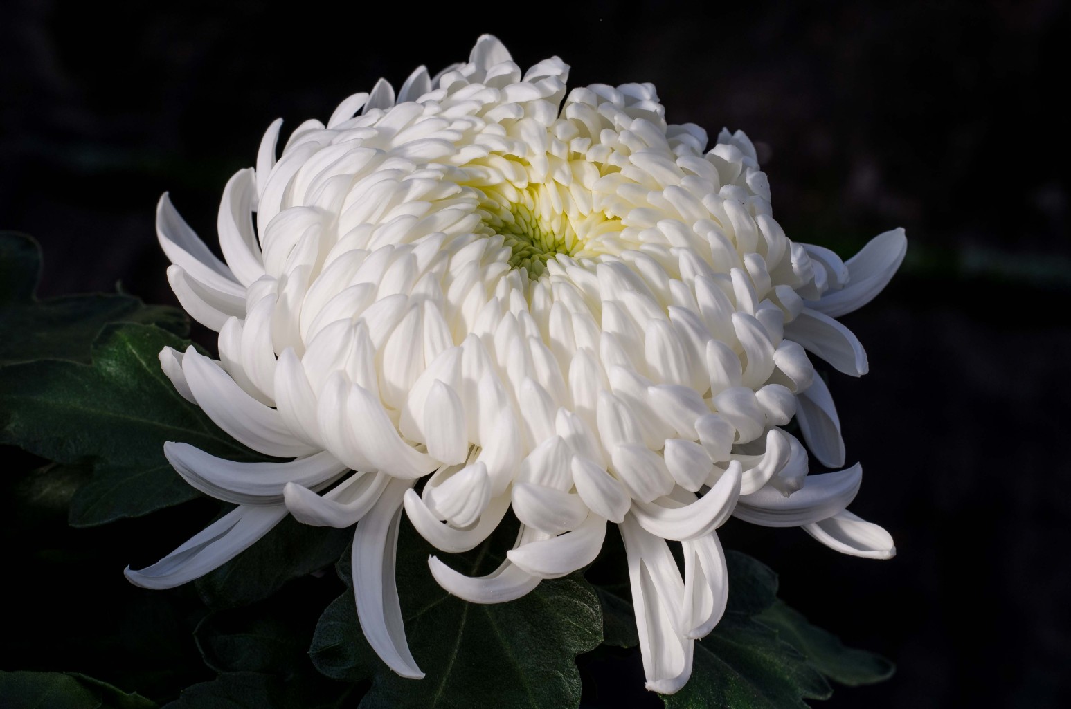 Exhibition piece by Norbert Kopf at Alpenhof Filzmoos