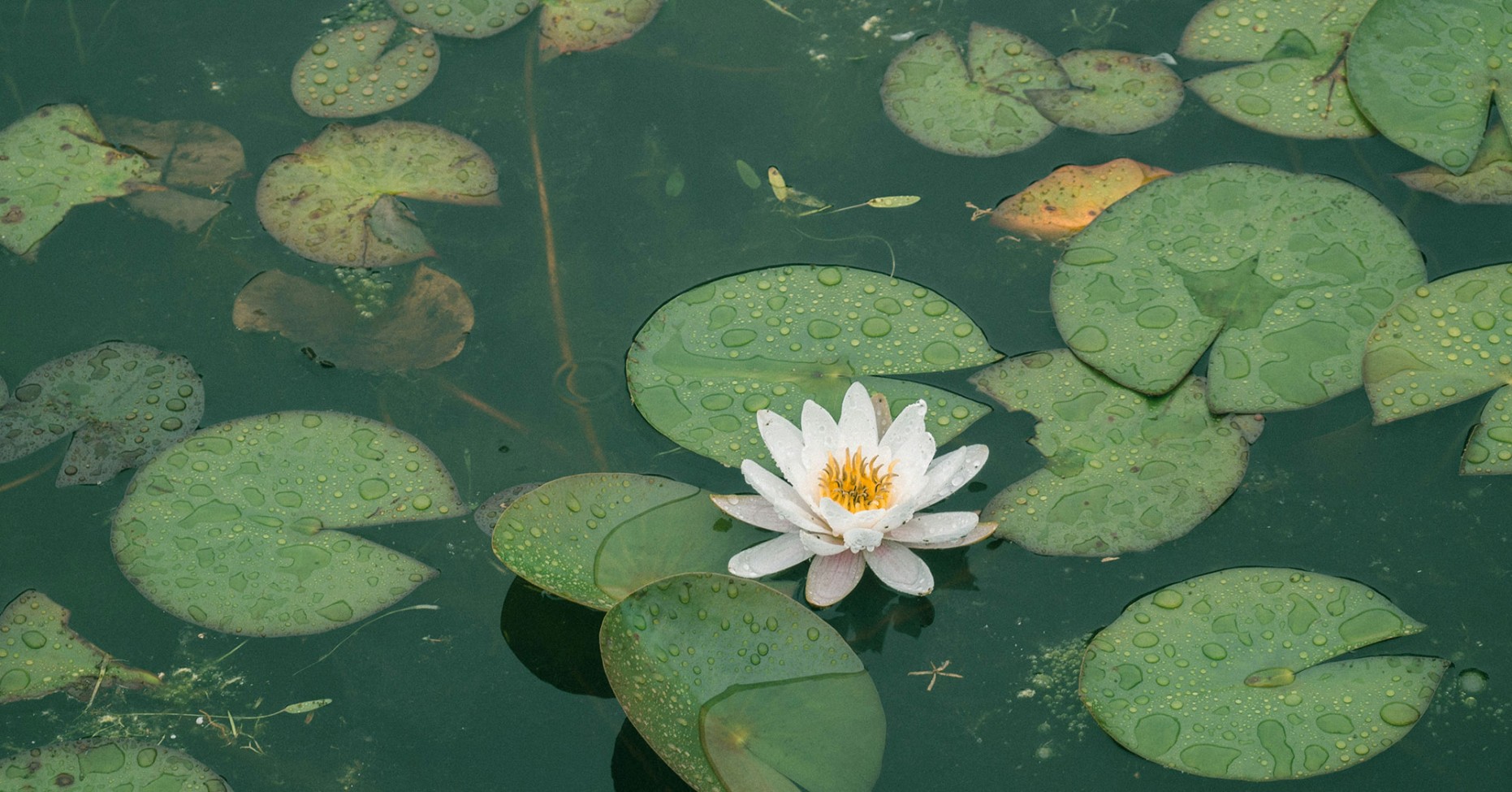 Naturbadeteich im Alpenhof Naturglück in Filzmoos