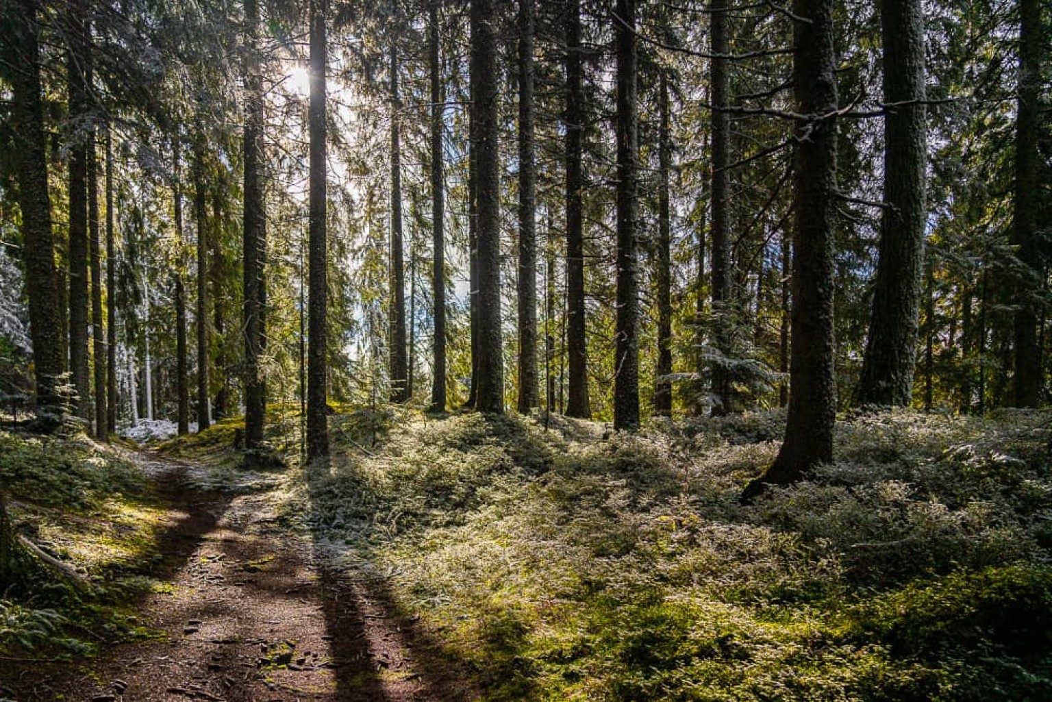 Hiking through peaceful forests