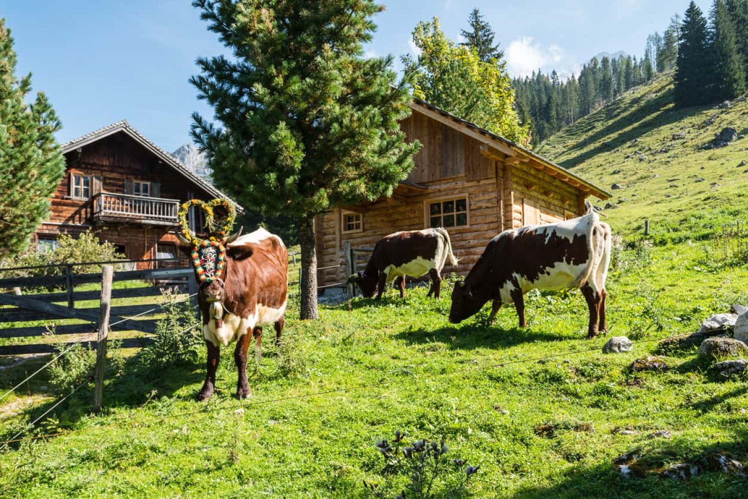 Cows grazing in the beautiful alpine pastures of Filzmoos