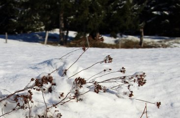 schnee4 schnee4