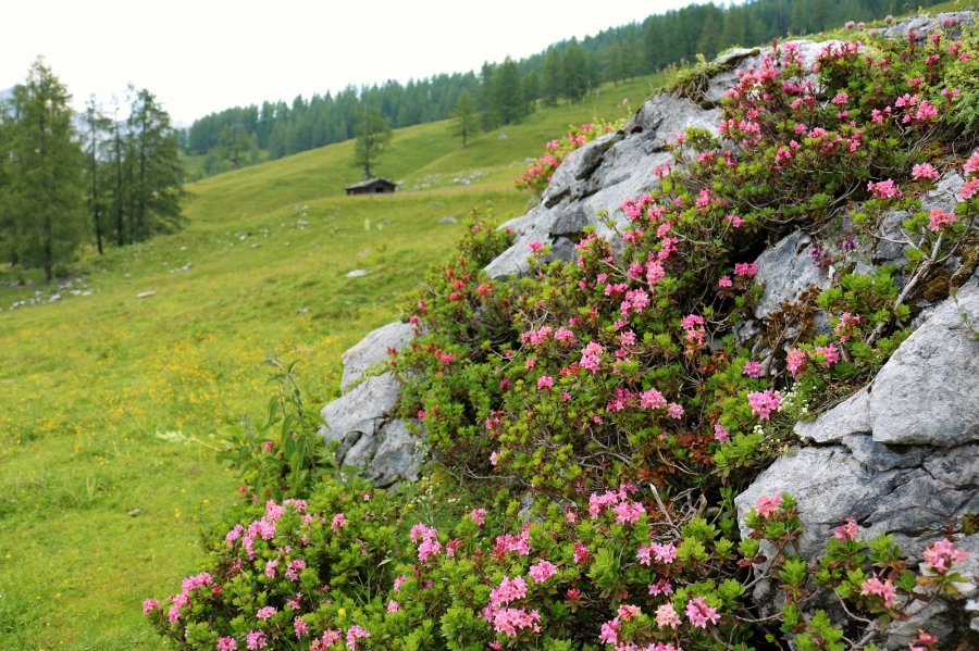 Almrosen-Wanderung