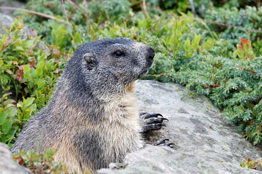 Wandertipp: Murmeltiere besuchen!